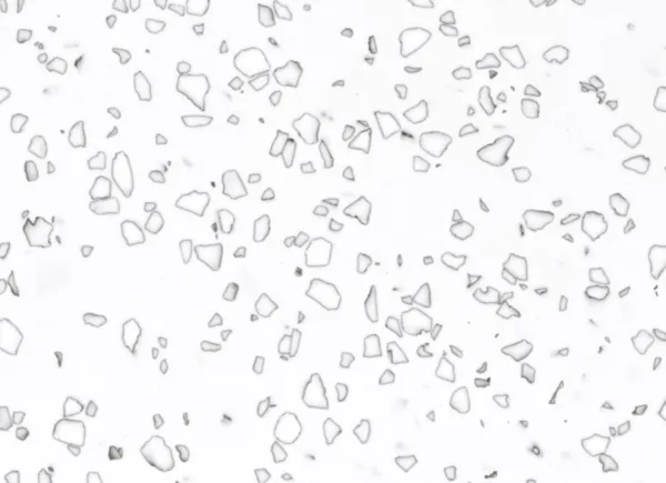 Mosaic Dalmatian